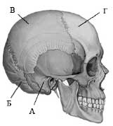 череп человека