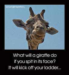 giraffe spit in the face